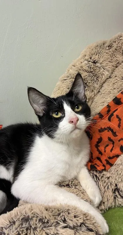 A baby medium-sized male Domestic Short Hair cat named Rocket for adoption in Picayune, MS