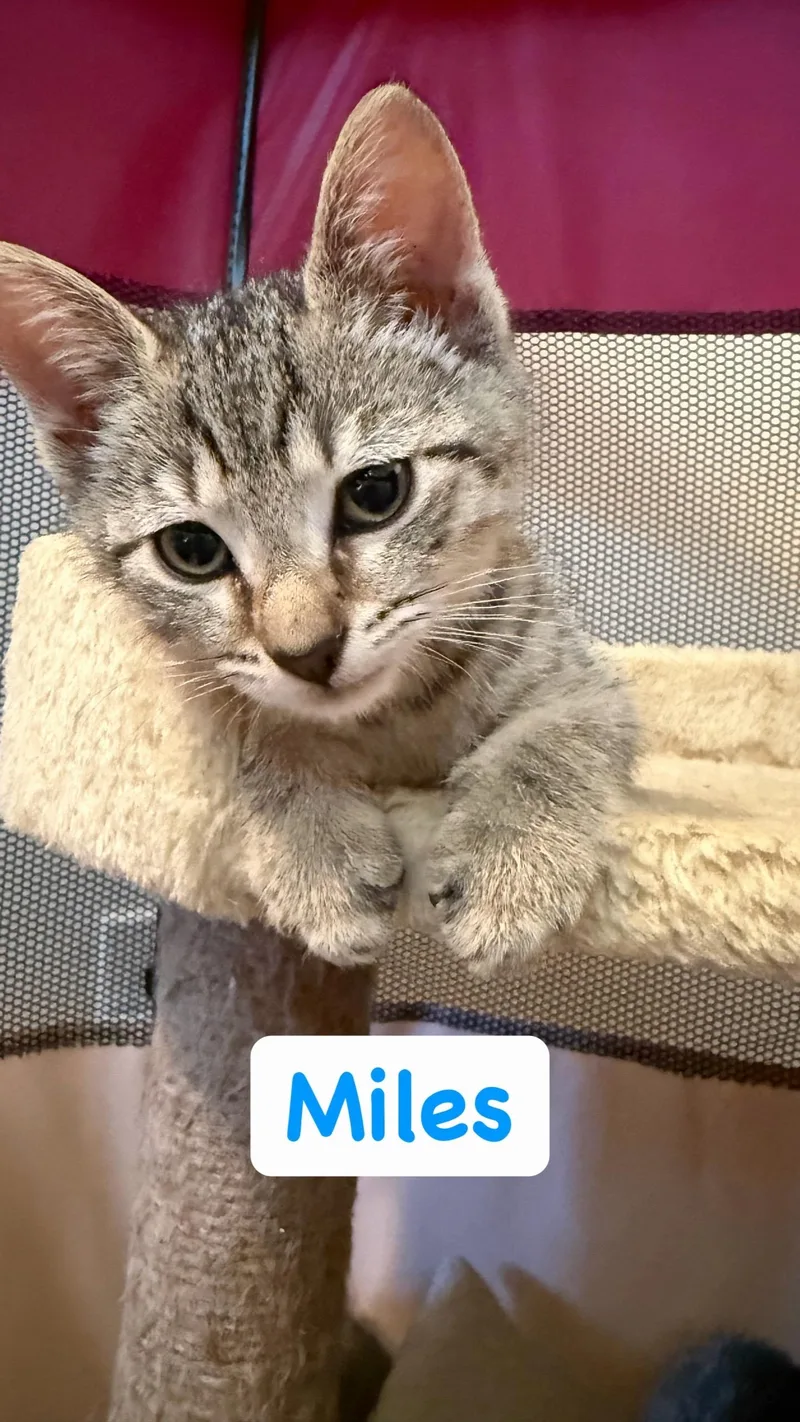 A baby small-sized male Tabby (Brown / Chocolate) Domestic Short Hair cat named Miles for adoption in Syosset, NY