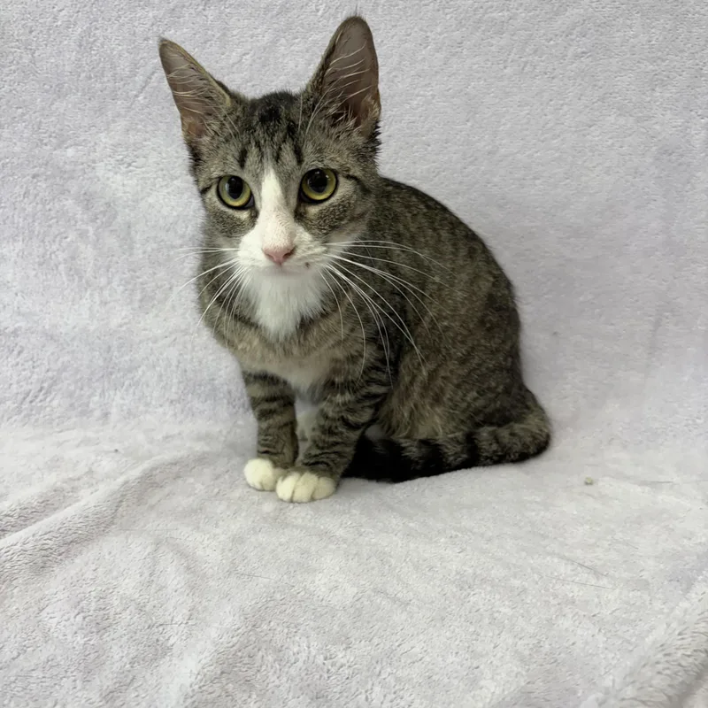 A baby medium-sized female Tabby (Brown / Chocolate) Domestic Short Hair cat named Lori for adoption in Valdosta, GA