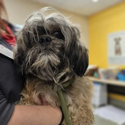 An adult small-sized female Lhasa Apso dog named Millie for adoption in Kansas City, MO