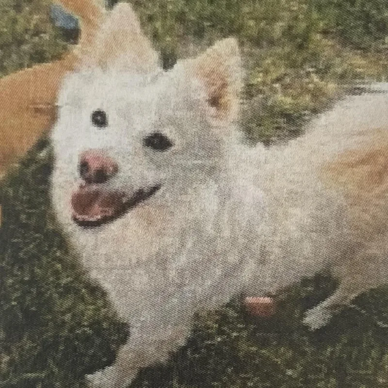 An adult small-sized female White / Cream American Eskimo Dog dog named Angel for adoption in Spokane, WA