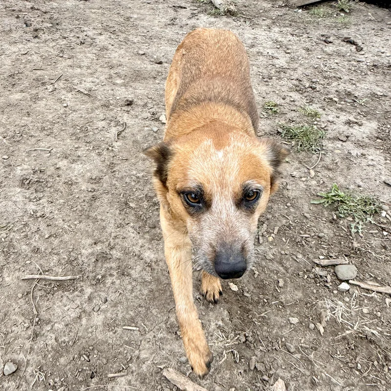 A young medium-sized female Red / Chestnut / Orange Australian Cattle Dog / Blue Heeler dog named Tilly for adoption in Albany, MO