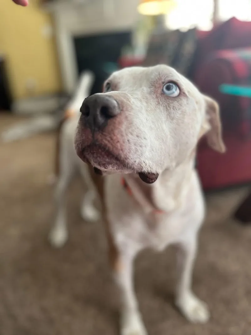 Enzo  Ol' Blue thumbnail 2