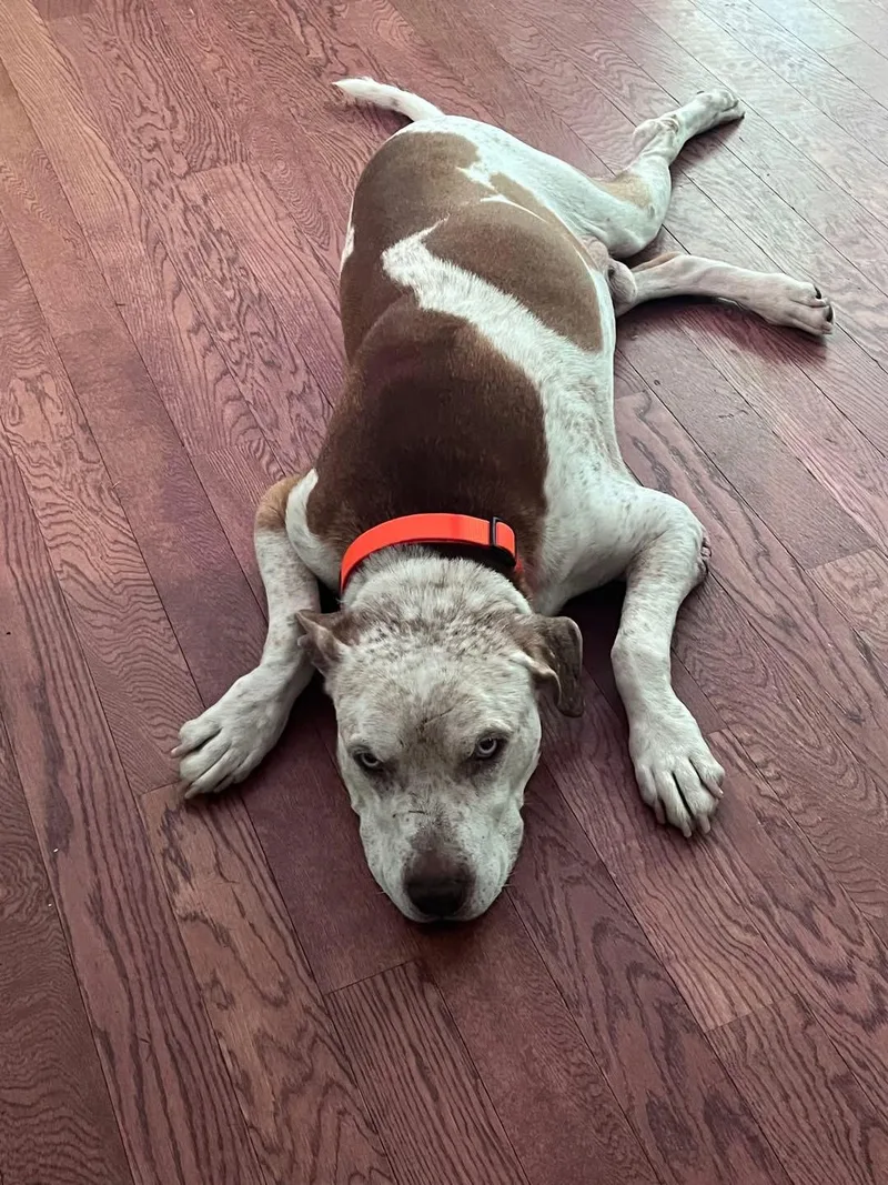 Enzo  Ol' Blue thumbnail 3