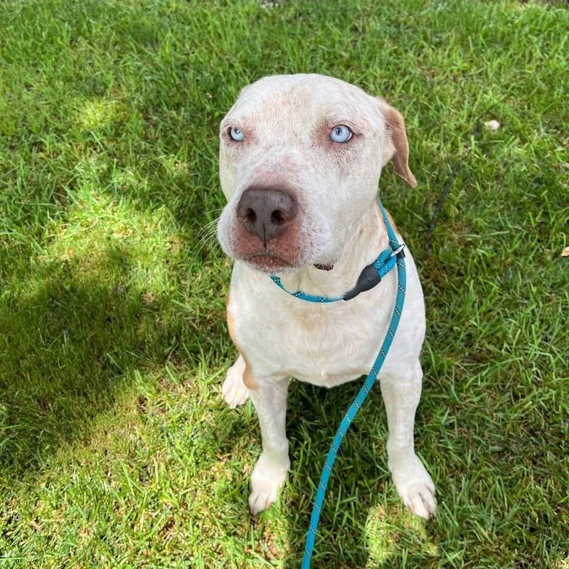 Enzo  Ol' Blue thumbnail 4