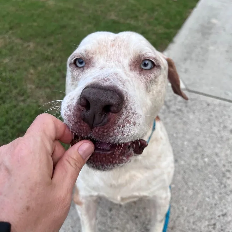 Enzo  Ol' Blue thumbnail 5