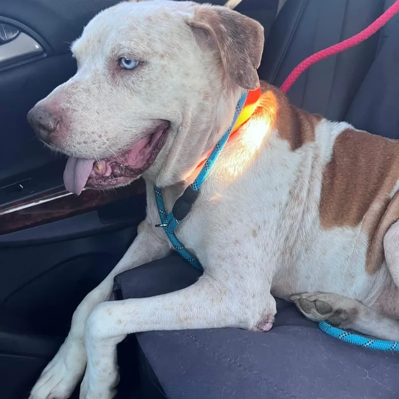 Enzo  Ol' Blue thumbnail 6