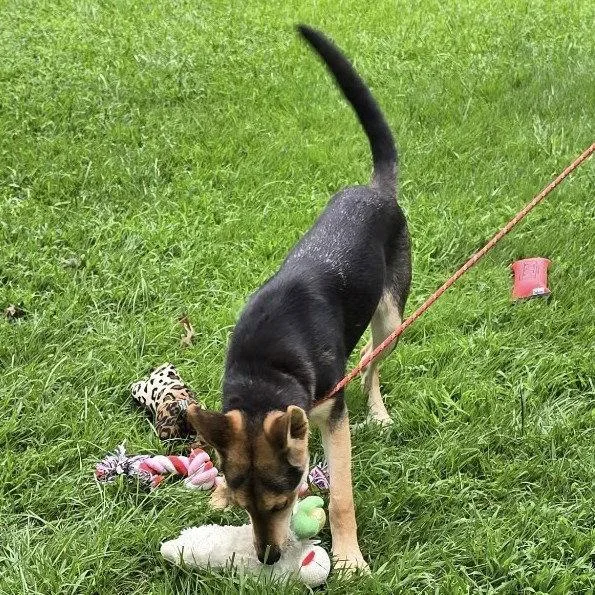 A young medium-sized female German Shepherd Dog dog named Ruby Red for adoption in Locust Fork, AL