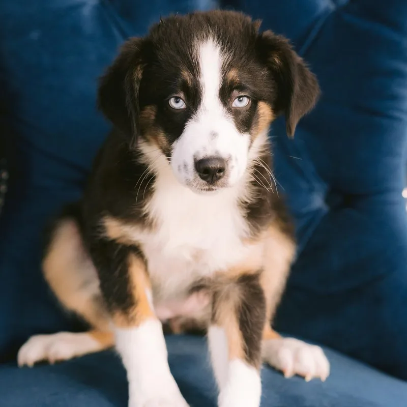 A baby medium-sized female Australian Shepherd dog named Banjo for adoption in Zionsville, IN