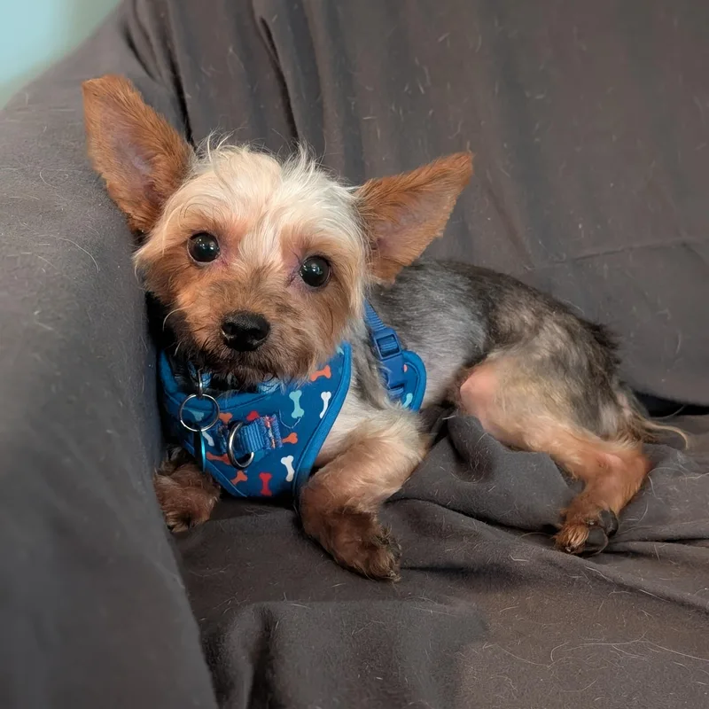 An adult small-sized male Yorkshire Terrier dog named Arlo for adoption in Danville, VT
