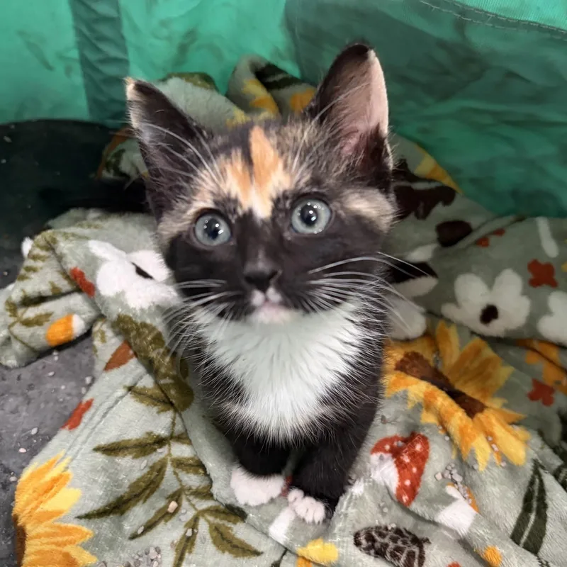 A baby medium-sized female Calico cat named Norma for adoption in Dickinson, ND