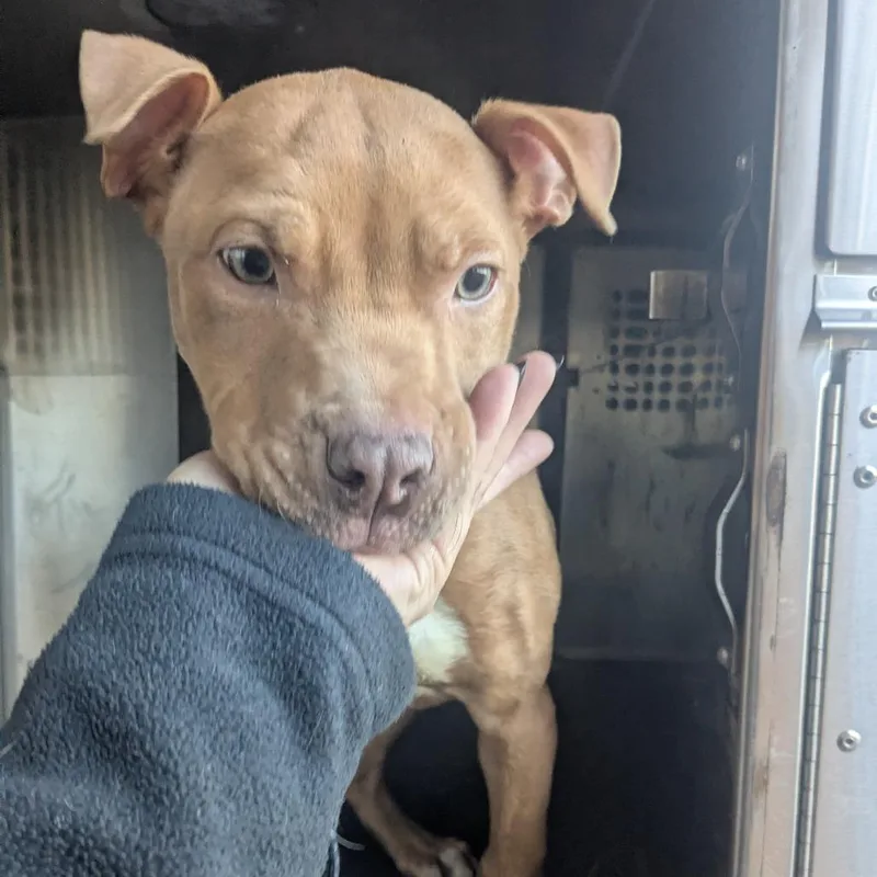 A young small-sized male Brown / Chocolate Pit Bull Terrier dog named Murdock for adoption in Birmingham, AL