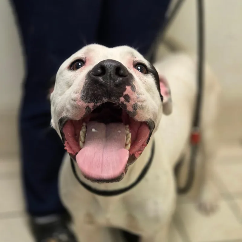 An adult medium-sized male White / Cream Mixed Breed dog named Big Rig for adoption in Charleston, WV