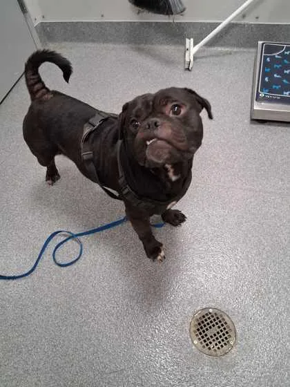 An adult medium-sized male Pug dog named Maverick for adoption in Sevierville, TN