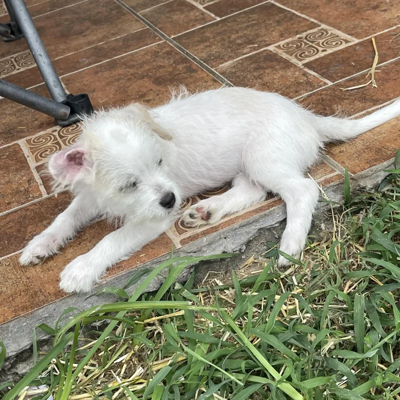 Mochi