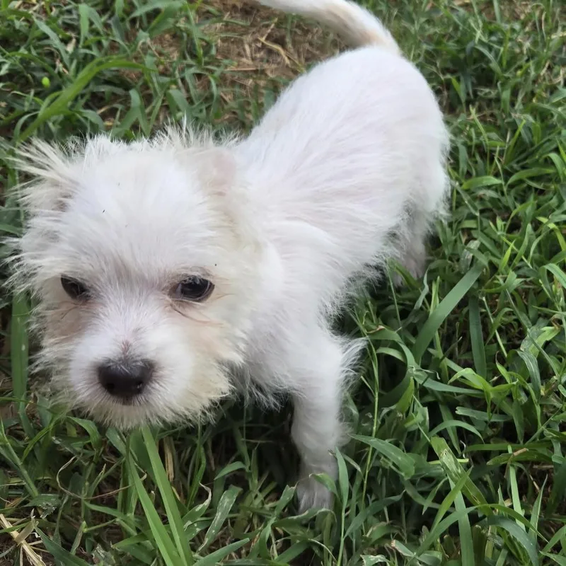 Mochi thumbnail 6