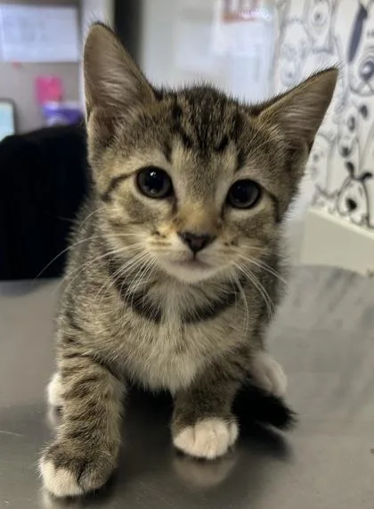 A young small-sized female Domestic Short Hair cat named B Tupperware for adoption in North Charleston, SC
