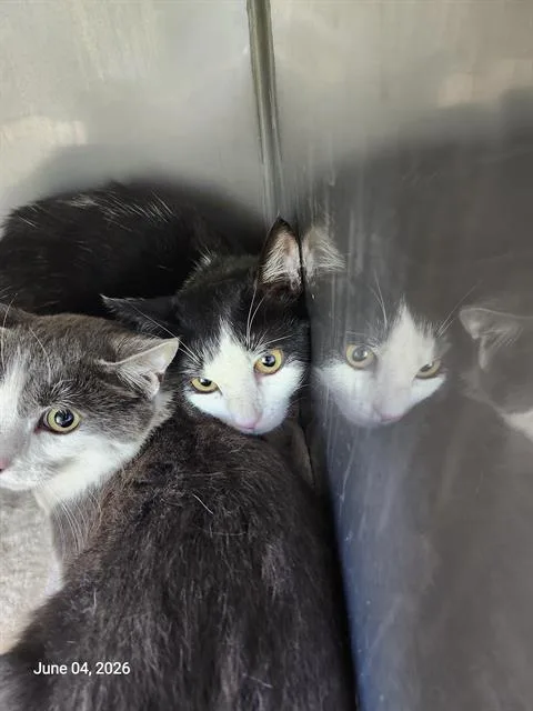 A young small-sized female Domestic Short Hair cat named Janet for adoption in Santa Cruz, CA