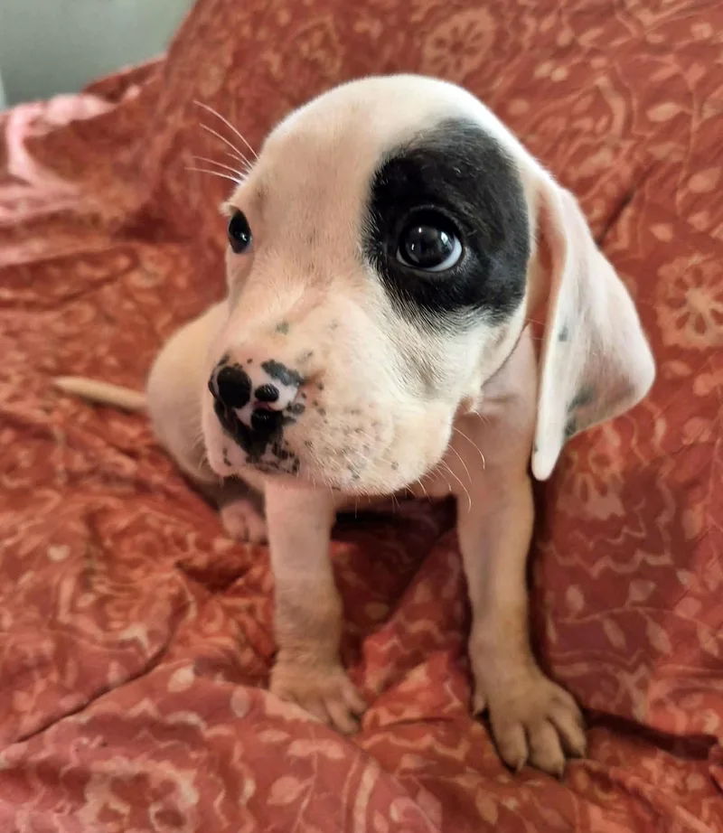 Petey