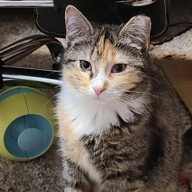 Pippi & Mau thumbnail 2