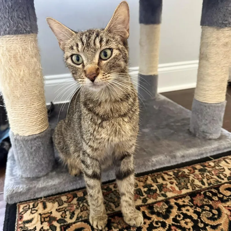 An adult medium-sized female Brown / Chocolate Domestic Short Hair cat named Manhattan for adoption in Brownsboro, AL