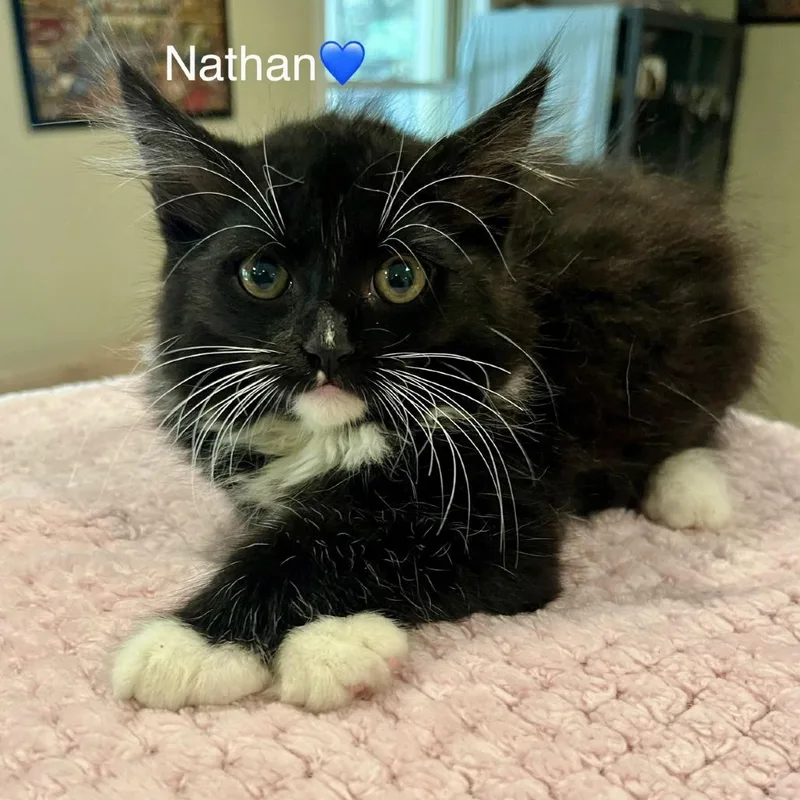 A baby small-sized male Black Domestic Medium Hair cat named Nathan for adoption in Peachtree City, GA