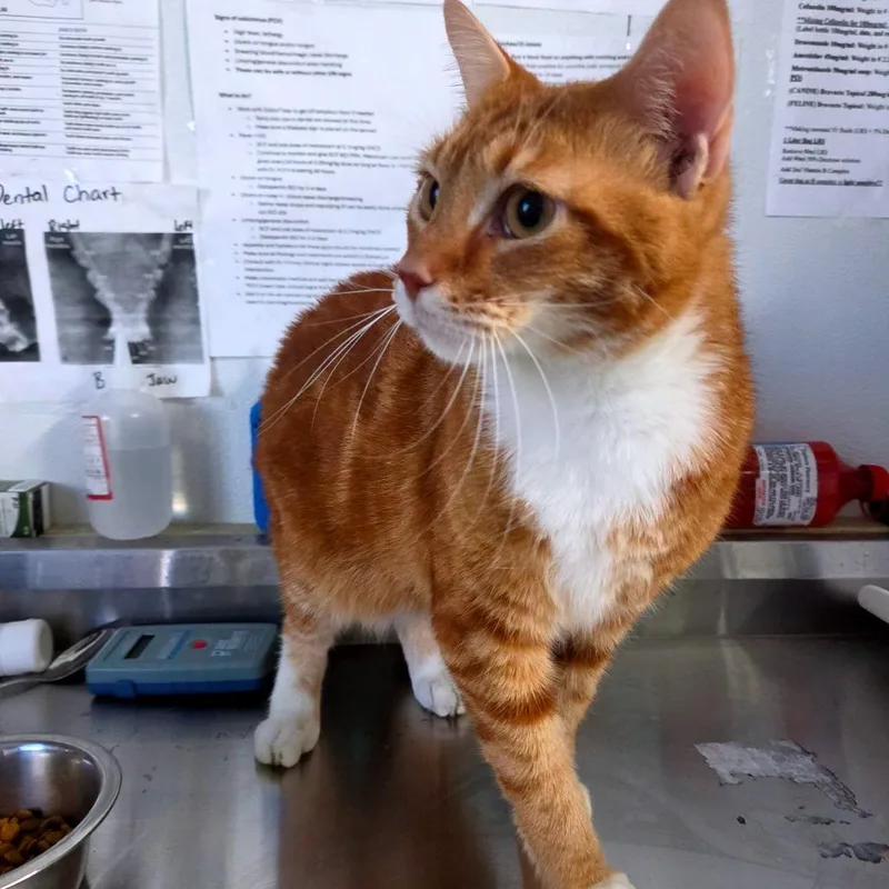 An adult medium-sized male Orange / Red Domestic Short Hair cat named Dylon for adoption in Lakeland, FL