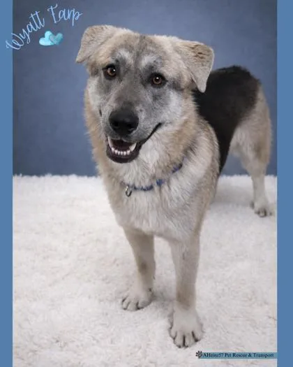 Wyatt Earp Bonded To thumbnail 3