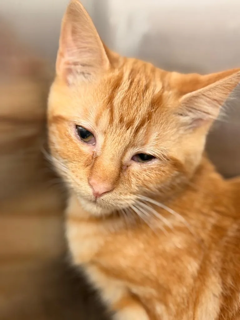 A baby small-sized male Domestic Short Hair cat named Stymie for adoption in Hartsville, SC