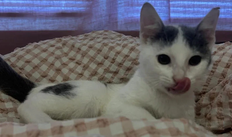 A baby small-sized female Gray & White Domestic Short Hair cat named Kelly for adoption in Kansas City, MO