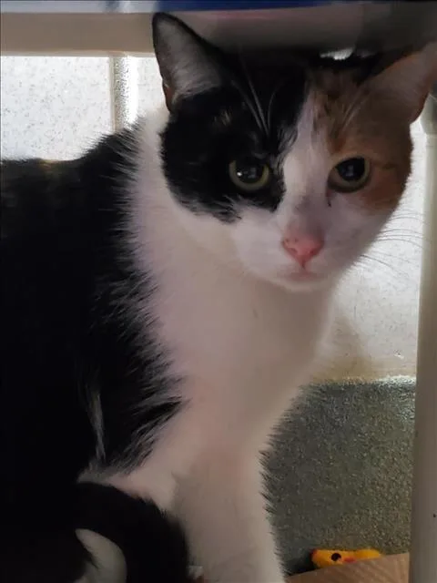 An adult medium-sized female Domestic Short Hair cat named Edith for adoption in Boston, MA