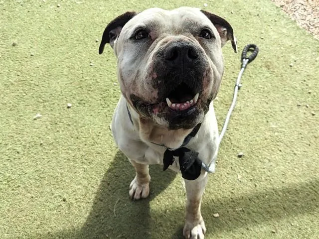 An adult large-sized male Pit Bull Terrier dog named Po Boy for adoption in Phoenix, AZ