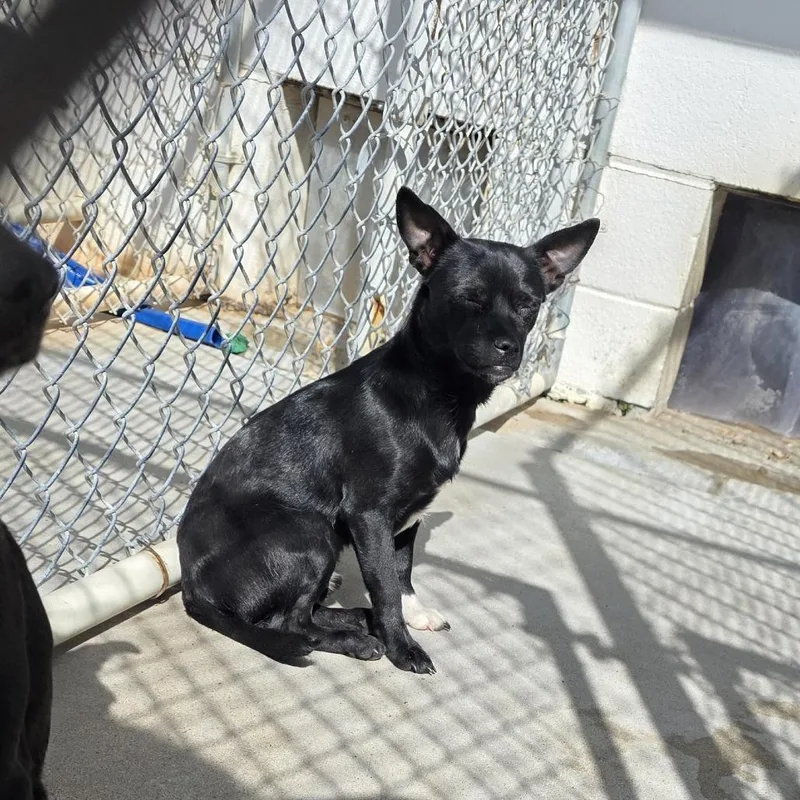 A young small-sized male Black Terrier dog named Auroalvin for adoption in Aurora, MO