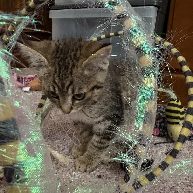 A baby small-sized female Gray / Blue / Silver Domestic Short Hair cat named Brown Tabby Girl for adoption in Ferndale, WA