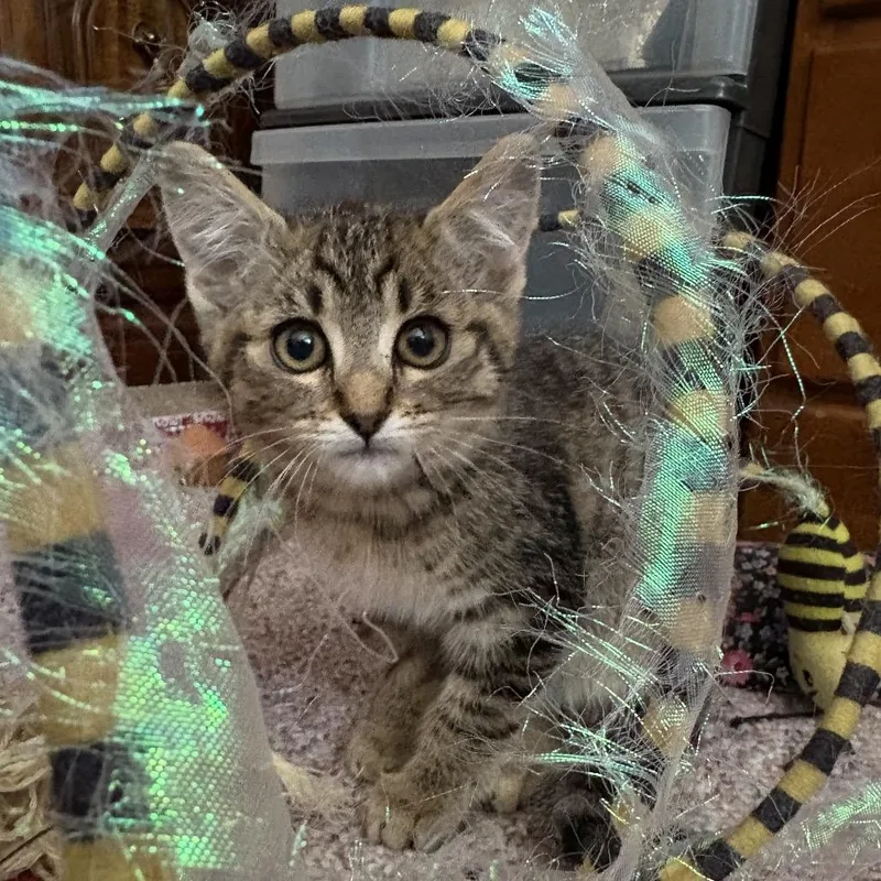 Brown Tabby Girl thumbnail 3