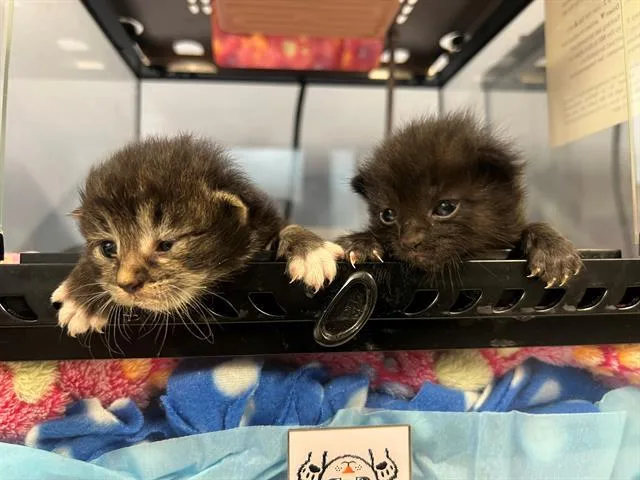 A baby small-sized female Domestic Short Hair cat named Cuddles for adoption in Tustin, CA