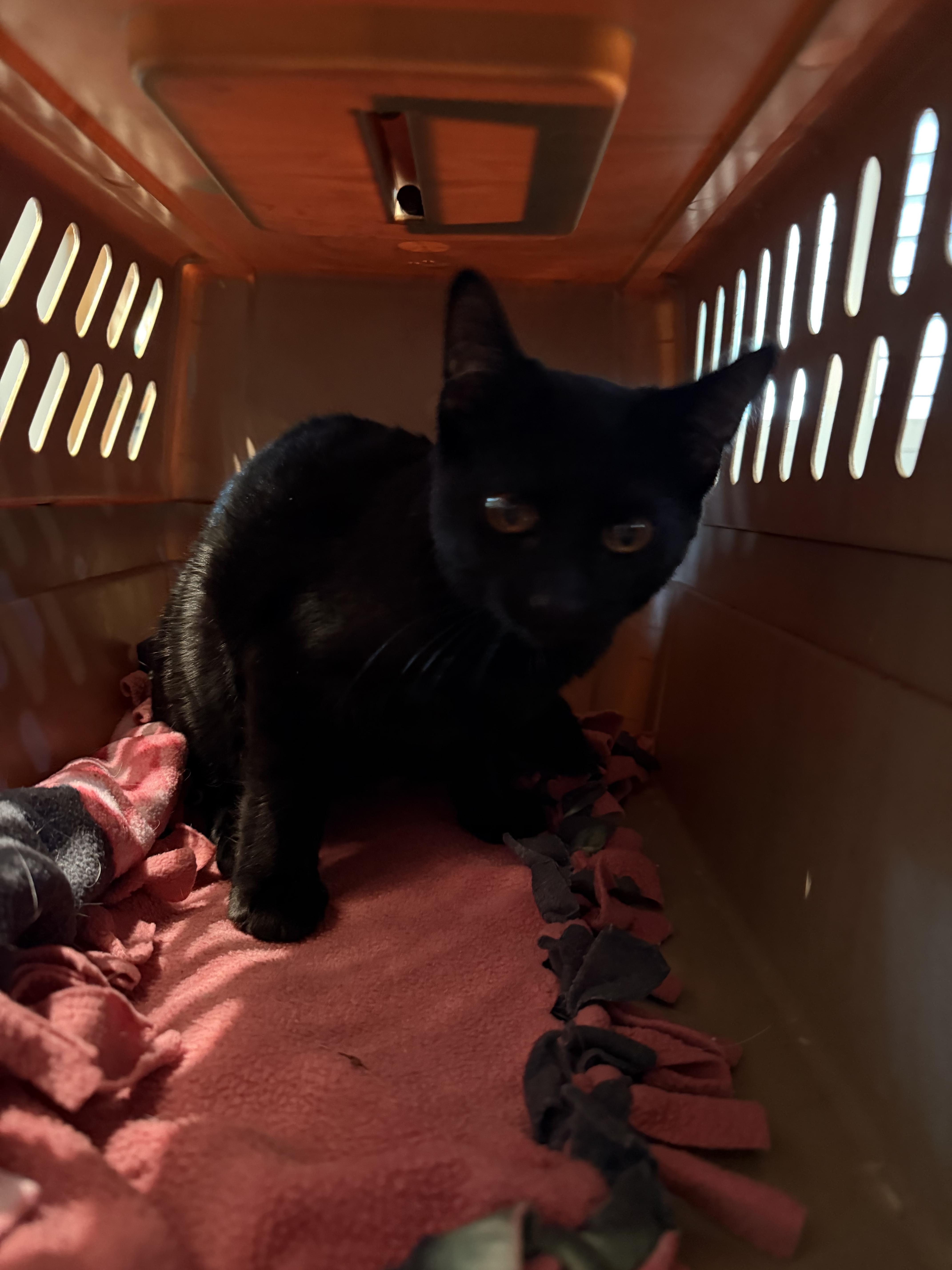 A young medium-sized male Black Domestic Short Hair cat named David for adoption in fennville, MI
