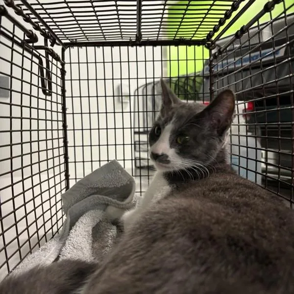 A young small-sized female Domestic Short Hair cat named Sue for adoption in Des Moines, IA