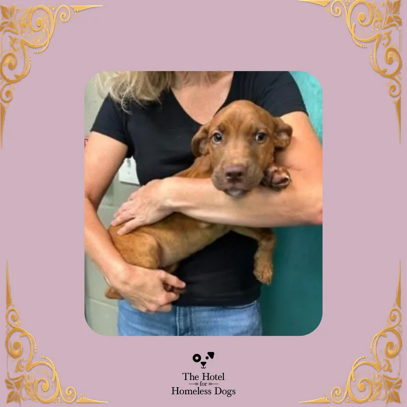 A baby medium-sized female Mixed Breed dog named Andromeda for adoption in Cumberland, RI