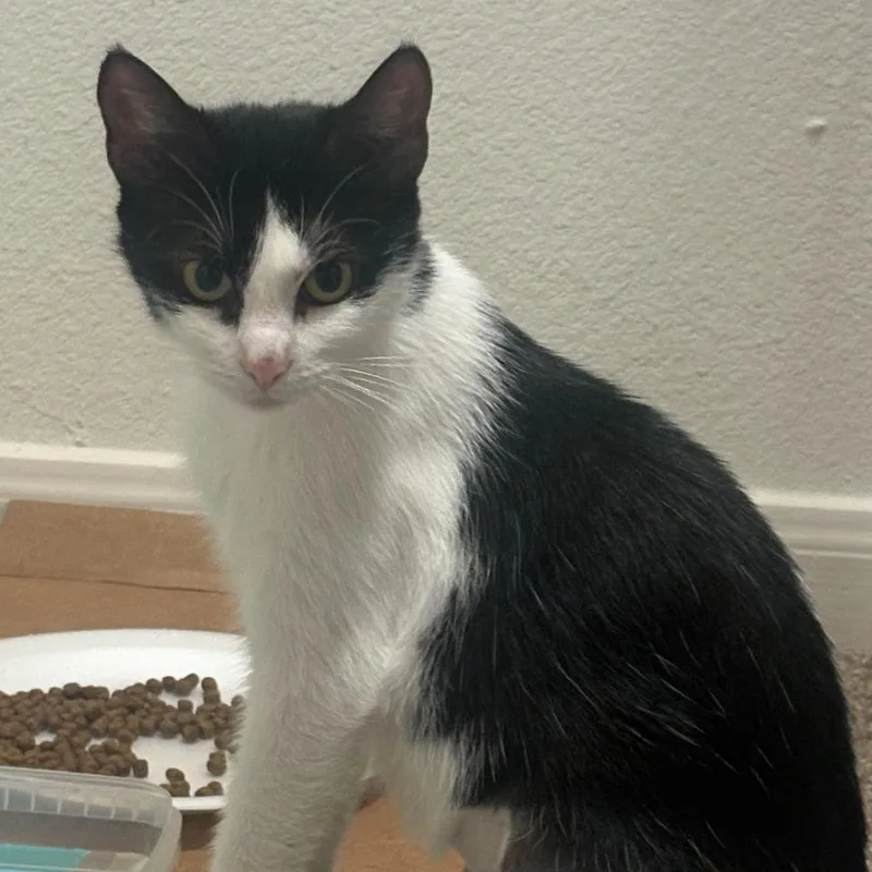 A young medium-sized female Black Domestic Short Hair cat named Pinata for adoption in Houston, TX