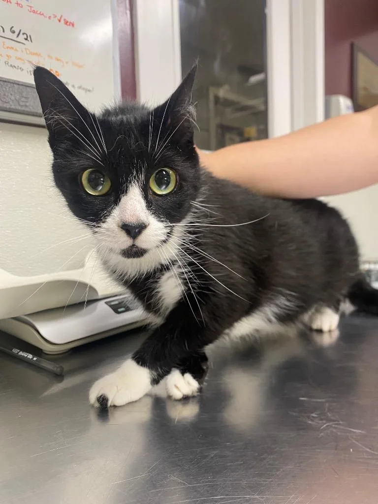 An adult small-sized female Domestic Short Hair cat named Lady Juniper for adoption in Fall River, MA
