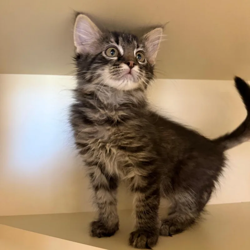 A baby small-sized male Gray / Blue / Silver Domestic Medium Hair cat named Angelo for adoption in Cody, WY