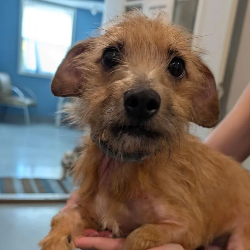 An adult small-sized male Golden Miniature Dachshund dog named Oscar for adoption in CHANUTE, KS