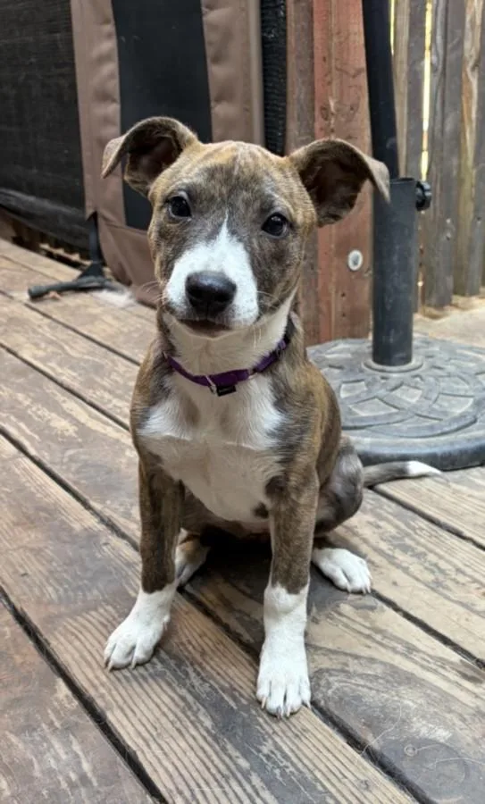 A baby small-sized female Pit Bull Terrier dog named Krystal for adoption in Santa Cruz, CA
