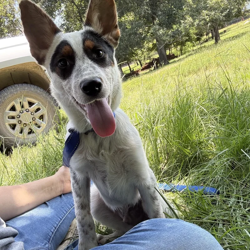 A young medium-sized male Australian Cattle Dog / Blue Heeler dog named Pepper for adoption in Moyock, NC
