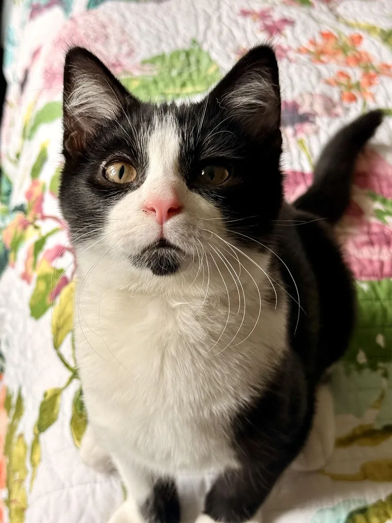 A baby medium-sized male Black & White / Tuxedo Domestic Short Hair cat named Tango for adoption in Racine, WI