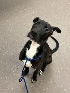 An adult medium-sized male Mixed Breed dog named Campbell for adoption in South Bend, IN