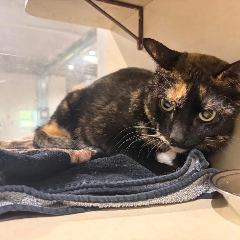 An adult medium-sized female Calico Domestic Short Hair cat named Patches for adoption in Harlingen, TX