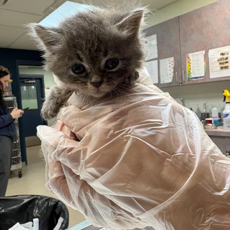 A baby small-sized female Domestic Medium Hair cat named Serenity for adoption in Newark, NJ