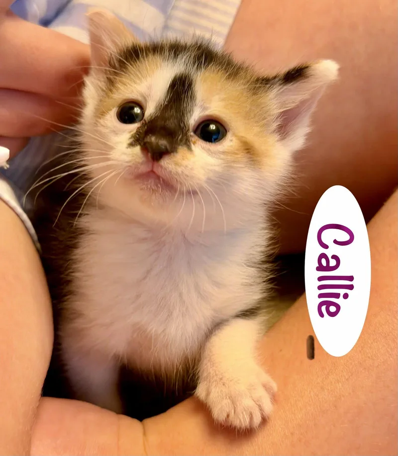 A baby medium-sized female Domestic Short Hair cat named Callie for adoption in Reston, VA